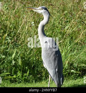 Graureiher, Ardea cinerea, auch Reiher genannt, ist eine Vogelart in der Ordnung Pelecaniformes. Stockfoto