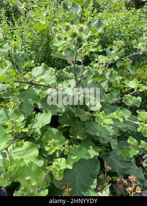 Große Klette, arctium, Lappa, ist eine wichtige Heilpflanze mit violetten Blüten und wird in der Medizin verwendet. Stockfoto