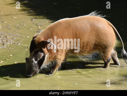 Bürstenohrschwein; Potamochoerus Porcus ist ein wildes Schwein, das in Afrika gefunden wird. Stockfoto