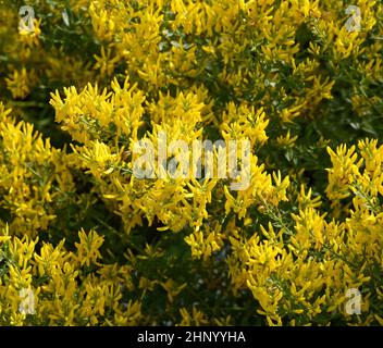 Ginster, Genista tinctoria, ist eine wichtige Heilpflanze mit gelben Blüten und wird in der Medizin weit verbreitet. Es ist eine mehrjährige und gehört zu Th Stockfoto