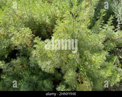 Rowan, Artemisia abrotanum, ist eine wichtige Heilpflanze und wird in der Medizin weit verbreitet. Stockfoto