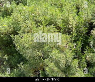 Rowan, Artemisia abrotanum, ist eine wichtige Heilpflanze und wird in der Medizin weit verbreitet. Stockfoto