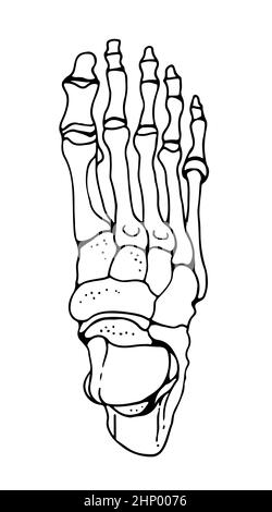 Knochen des menschlichen Fußes, Vektor-handgezeichnete Illustration isoliert auf weißem Hintergrund, orthopädische Medizin Anatomie Skizze Stock Vektor