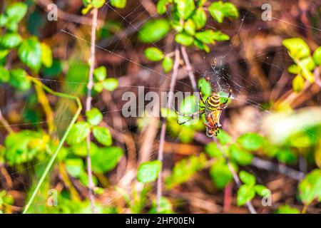 Wespenspinne Argiope bruennichi Orb-Web-Spinne schwarz und gelb im Netz im Wald mit grünem Naturhintergrund in Can Picafort Mallorca Spanien. Stockfoto