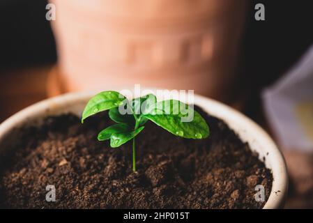 Repotted junge Mandarine Baum in einem Keramiktopf zu Hause Stockfoto