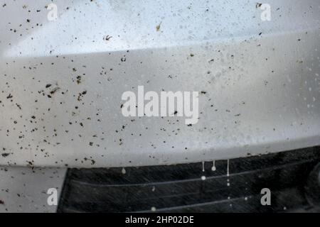 Insekten Entferner auf Auto vorne gesprüht wird, mit Ungeziefer bedeckt und Fliegen. Stockfoto