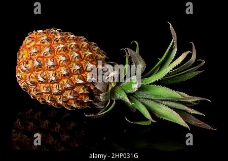 Einzelne ganze Ananas mit Reflexion liegt isoliert auf schwarzem Hintergrund Stockfoto