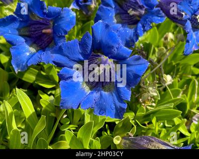 Enzian, Gentiana acaulis, der Silikat-Enzian, stammt aus den Bergen Mitteleuropas. Es ist eine tiefblau blühende Staude, die nicht m sein sollte Stockfoto