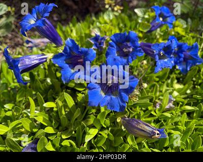 Enzian, Gentiana acaulis, der Silikat-Enzian, stammt aus den Bergen Mitteleuropas. Es ist eine tiefblau blühende Staude, die nicht m sein sollte Stockfoto