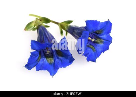 Enzian, Gentiana acaulis, der Silikat-Enzian, stammt aus den Bergen Mitteleuropas. Es ist eine tiefblau blühende Staude, die nicht m sein sollte Stockfoto