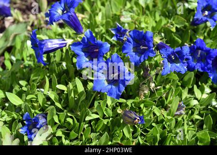 Enzian, Gentiana acaulis, der Silikat-Enzian, stammt aus den Bergen Mitteleuropas. Es ist eine tiefblau blühende Staude, die nicht m sein sollte Stockfoto