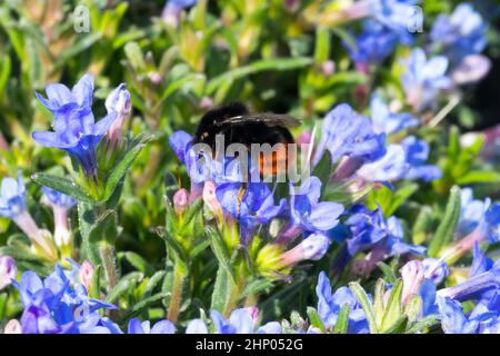 Rotschwanzbumblebee auf Blume Lithodora diffusa Heavenly Blue Stockfoto