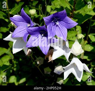 Ballonblume, Platycodon grandiflorum ist eine attraktive Zierblume mit schönen blauen Blüten. Stockfoto