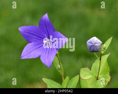 Ballonblume, Platycodon grandiflorum ist eine attraktive Zierblume mit schönen blauen Blüten. Stockfoto