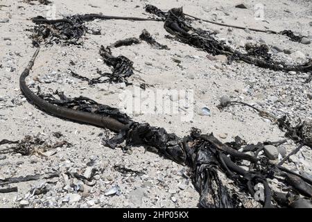 Gigantische Algen Macrocystis Pyrifera Western Cape, Kapstadt Südafrika riesige Schleien. Stockfoto