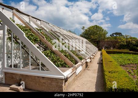 The Peach House, ein viktorianisches Gewächshaus, wird restauriert: The Lost Gardens of Heligan, Cornwall, UK Stockfoto