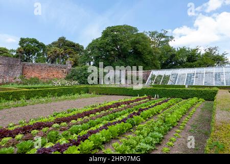Im Blumengarten wachsen verschiedene Salatsorten, wobei das Pfirsich-Haus an der Wand steht: Lost Gardens of Heligan, Cornwall, UK Stockfoto