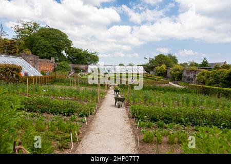 Der alte ummauerte Blumengarten, mit dem Pfirsich-Haus in der Ferne: Lost Gardens of Heligan, Cornwall, Großbritannien Stockfoto