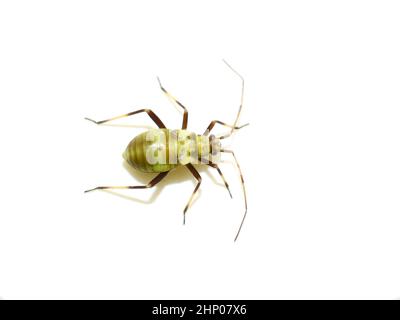 Grüne capsid Nymphe Lygocoris pabulinus auf weißem Hintergrund Stockfoto