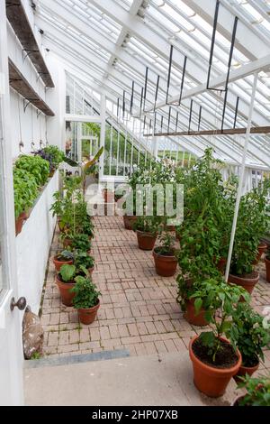Tomaten und anderes zartes Gemüse wachsen in Töpfen im Paxton House, einem viktorianischen Gewächshaus in den North Gardens, Lost Gardens of Heligan, Cornwa Stockfoto