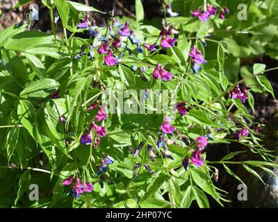 Violette und blaue Blüten auf einer Lathyrus Vernus Frühlingserbsenpflanze Stockfoto