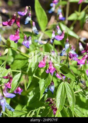 Violette und blaue Blüten auf einer Lathyrus Vernus Frühlingserbsenpflanze Stockfoto