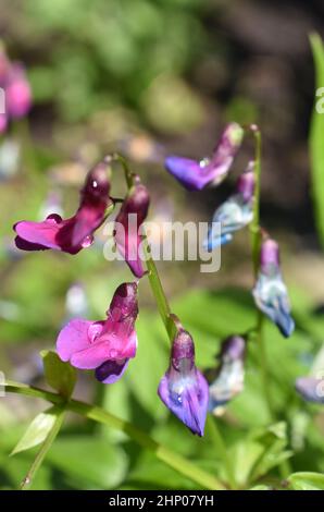 Violette und blaue Blüten auf einer Lathyrus Vernus Frühlingserbsenpflanze Stockfoto