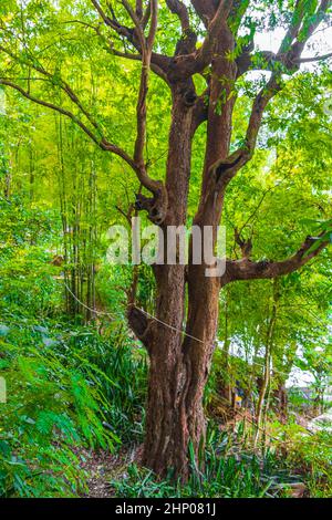 Großer alter tropischer Baum in der Wald- und Dschungellandschaft des Phusi-Bergs in Luang Prabang Laos Asien. Stockfoto