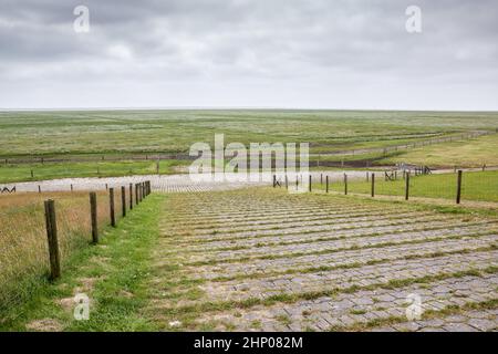 Grüne flache Salzwiesen in der Nähe der Nordsee Stockfoto