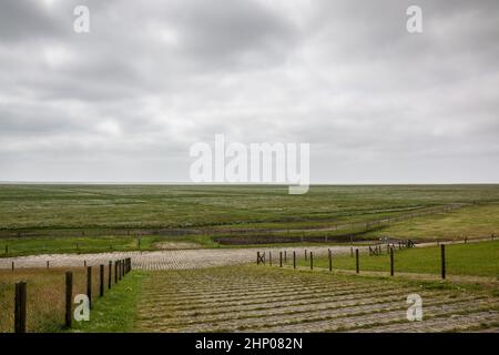 Grüne flache Salzwiesen in der Nähe der Nordsee Stockfoto