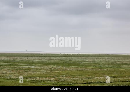 Grüne flache Salzwiesen in der Nähe der Nordsee Stockfoto