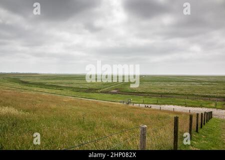 Grüne flache Salzwiesen in der Nähe der Nordsee Stockfoto