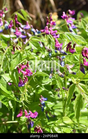 Violette und blaue Blüten auf einer Lathyrus Vernus Frühlingserbsenpflanze Stockfoto