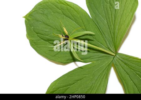 Die giftige Pflanze Paris quadrifolia blüht isoliert auf weißem Hintergrund Stockfoto