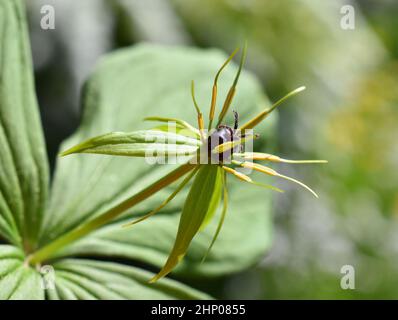 Die giftige Pflanze Paris quadrifolia blüht im Frühling im Freien Stockfoto