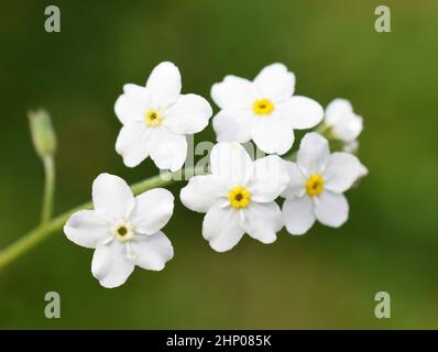 Die Wildblume Woodland Forget-Me-Not Myosotis sylvatica weiße Form Stockfoto