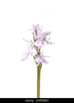 Nahaufnahme von Blüten der heidgetupften Orchidee Dactylorhiza maculata auf weißem Hintergrund Stockfoto