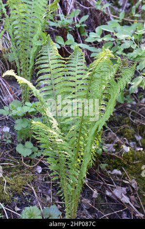 Straußenfarn Matteuccia struthiopteris rollt die Blätter im Frühjahr aus Stockfoto