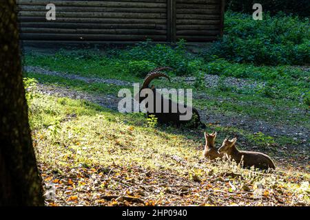 Stolzer Steinbock mit großen Hörnern auf dem grünen Gras Stockfoto