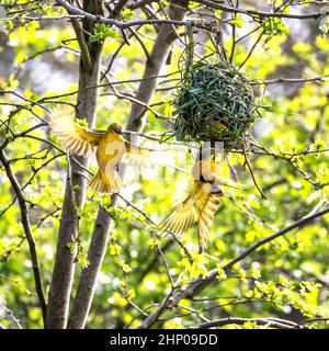 Ein Paar schwarze oder gelbe-backed Webervögel, Ploceus melanocephalus Gebäude ein Nest. Das Weibchen ist im Flug und das Männchen ist Übergabe Stockfoto