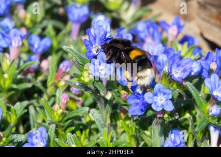 Bombus terrestris, Buff-tailed Hummel, Bumble Bee on Flower Lithodora diffusa 'Heavenly Blue' Stockfoto