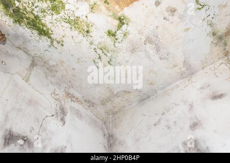 Moos- und Moldflecken an der Decke an der Wand aufgrund schlechter Belüftung und hoher Luftfeuchtigkeit. Gesundheitsschädlich. Stockfoto