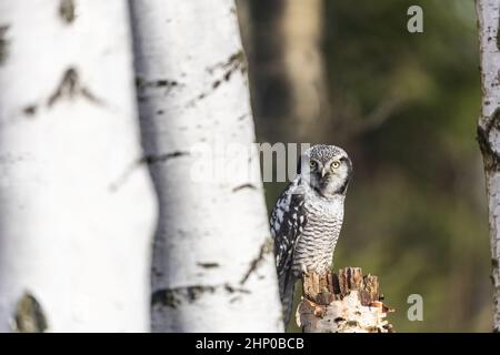 Porträt einer jungen Habichtkauz (Surnia ulula) im Birkenwald. Stockfoto