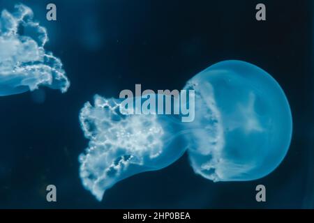 Quallen schwimmen im Meer. Makroansicht Stockfoto