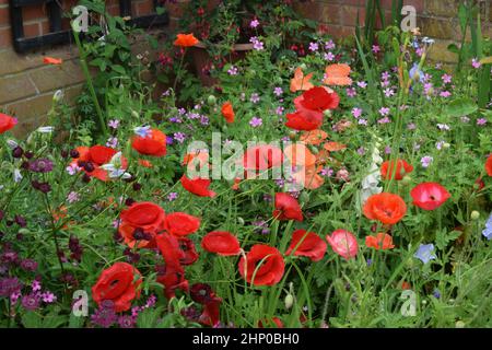 Blumengrenze in einem Hüttengarten, suffolk, england Stockfoto