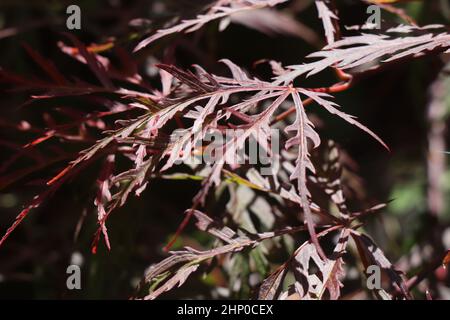 Acer palmatum dissectum japanischer Ahorn. Acer-Baum Stockfoto