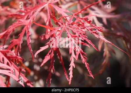 Acer palmatum dissectum japanischer Ahorn. Acer-Baum Stockfoto