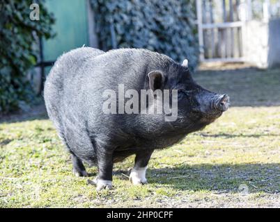 Graues Miniaturschwein, das im Winter durch einen Garten läuft Stockfoto