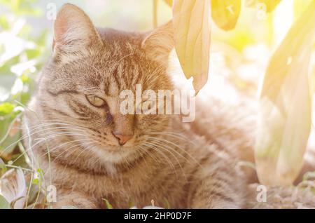 Die Katze liegt im Gras unter einem Busch. Nahaufnahme eines Katzenportraits in der Natur Stockfoto