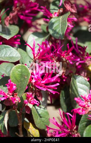 Loropetalum chinense var rubrum Stockfoto